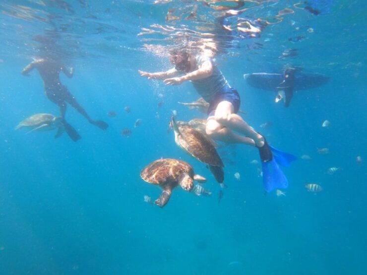 São Vicente: Snorkeling With Turtles Breathtaking Experience - Instructor and Group Size