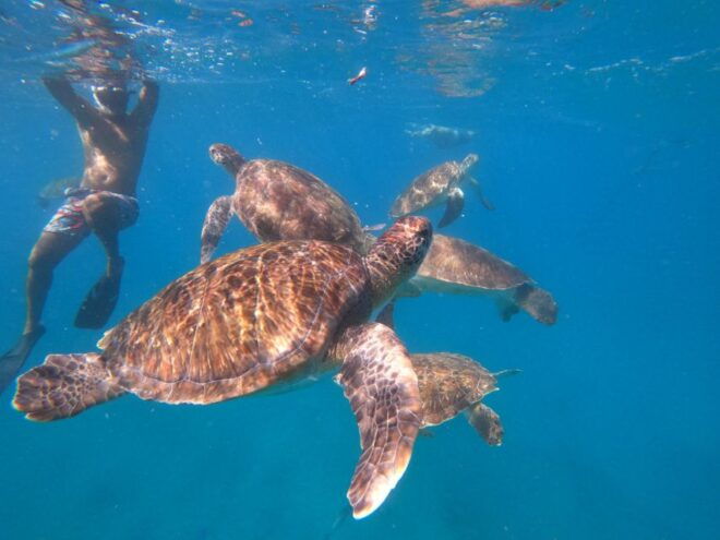 São Vicente: Snorkeling With Turtles Breathtaking Experience - Inclusions and Restrictions