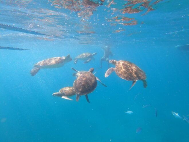São Vicente: Snorkeling With Turtles Breathtaking Experience - Essential Items to Bring