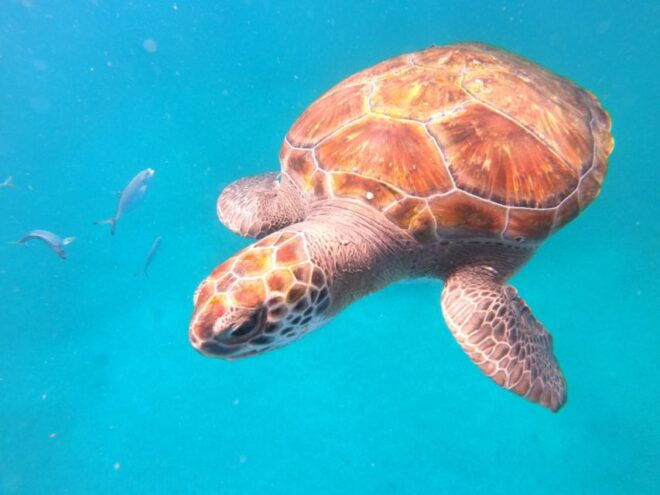 São Vicente: Snorkeling With Turtles Breathtaking Experience - Customer Reviews and Experiences