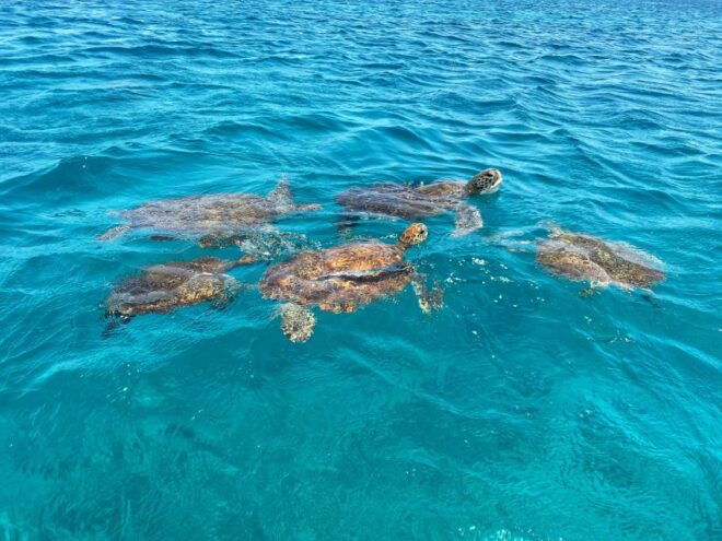 São Vicente: Swimming and Snorkeling Tour With Sea Turtles - Pricing and Duration