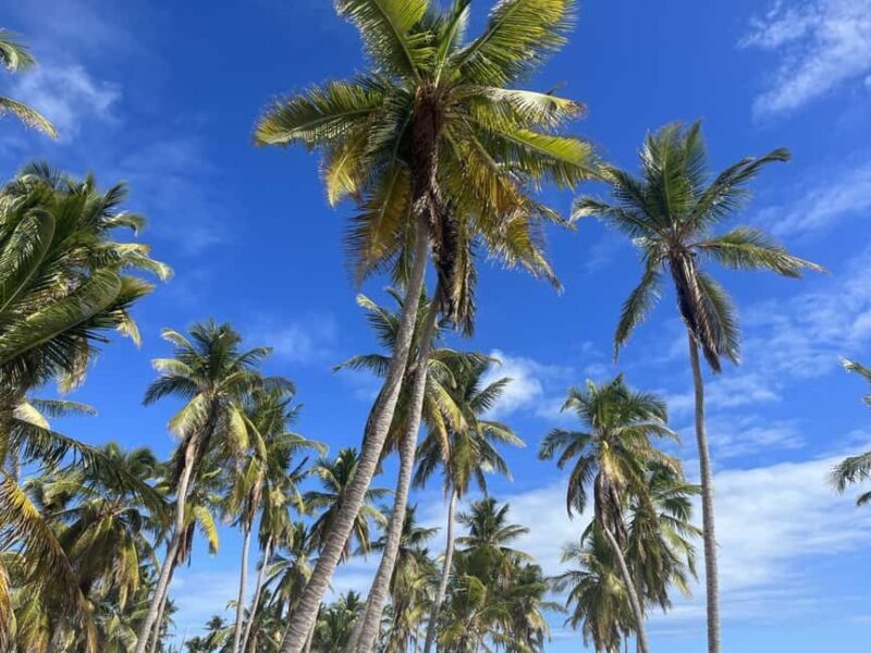 Saona Island: Beach & Natural Pool Small-Group Tour w/ Lunch - An In-Depth Look at the Saona Island Tour