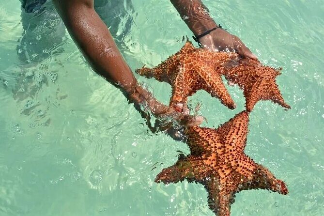 Saona Island Day Trip From Punta Cana with Lunch and Open Bar - Authentic Experiences & Hidden Gems