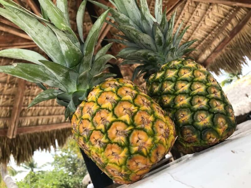 Saona Island Day Trip + Lobsters Included - Final Thoughts