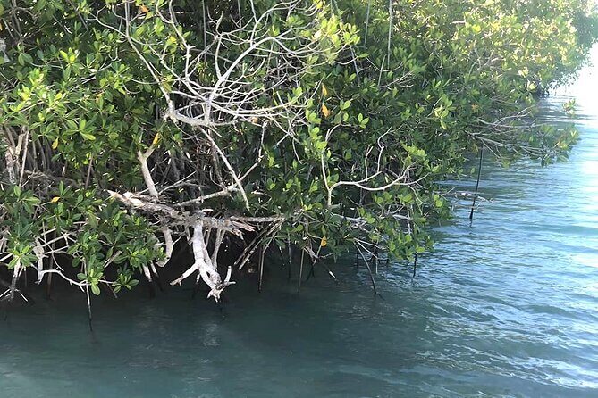 Saona Island :: Discover the magic - The Sum Up: Who Will Love This Tour?