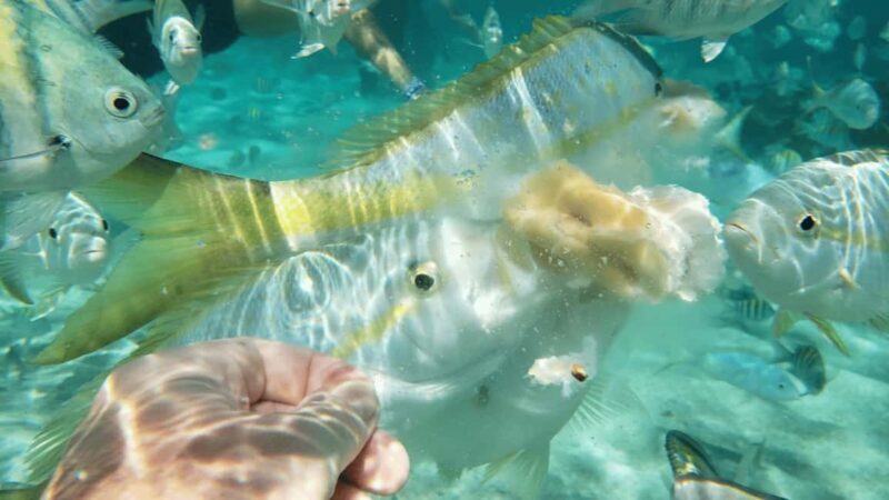 Saona Island: Hidden Beach & Natural Pool - Overview and What You Can Expect