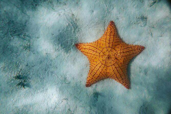 Saona Island Private Yacht Tour - The Sum Up: Is It Worth It?