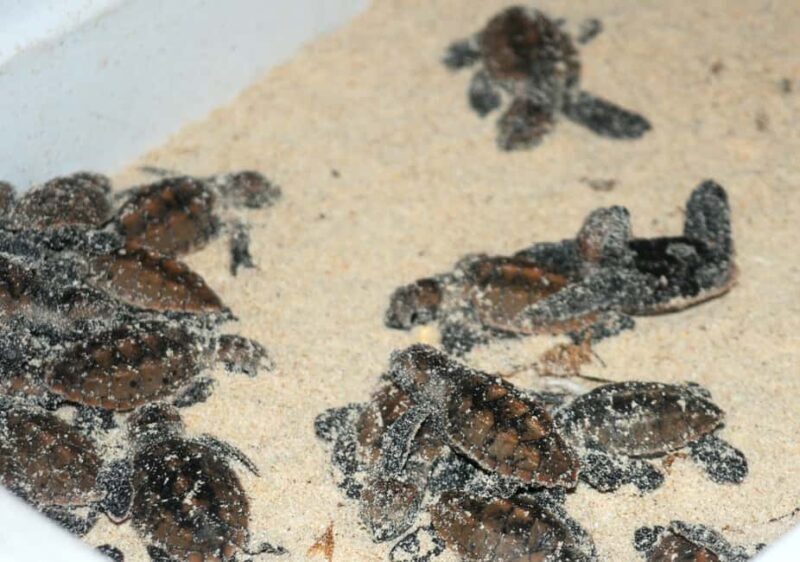 Saona Island: Small Group Virgin Beaches Cruise Day Trip - A Delicious Dominican Lunch on Mano Juan