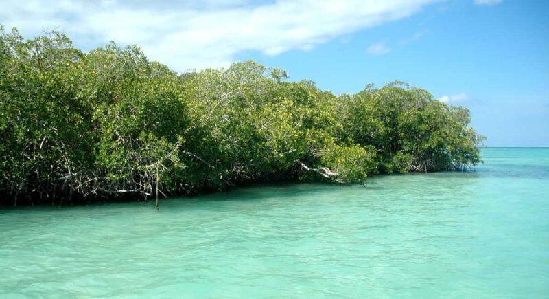 Saona Island: Small Group Virgin Beaches Cruise Day Trip - Relaxing at Canto de la Playa and Snorkeling