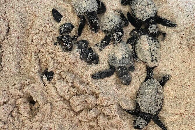 Saona Island Speedboat Tour with Lunch & Natural Pool Swim - Potential Drawbacks and Considerations