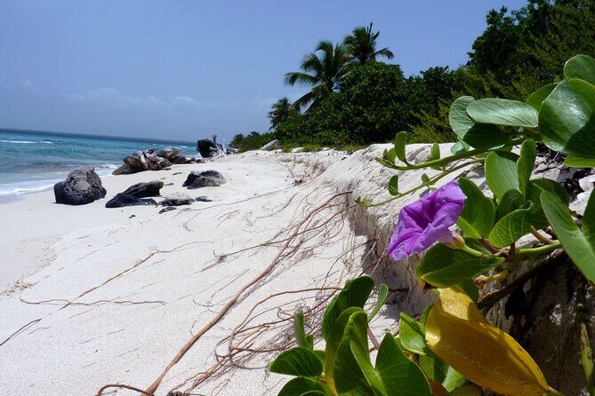 Saona Island Tour from Punta Cana with Lunch, Open Bar & Pickup - Final Words: Is This Tour Worth It?