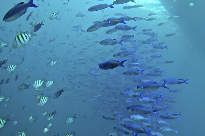 Saona Island With Semi Underwater And Snorkel From Bavaro Punta Cana - The Sum Up