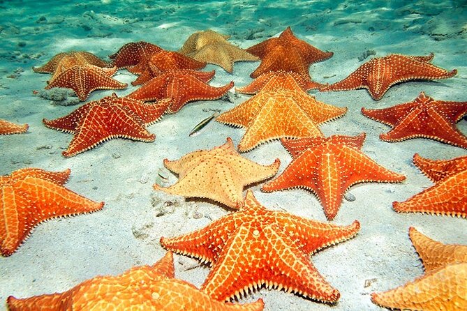 Saona Island With Transportation and All Included - Transportation Details