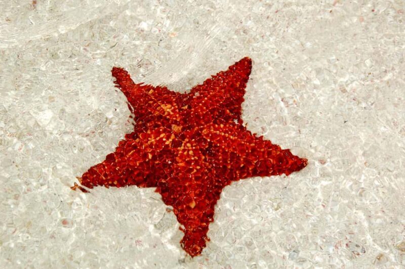 Saona Special Tour: Four Beaches & Canto Experience - In-Depth Look at the Saona Special Tour