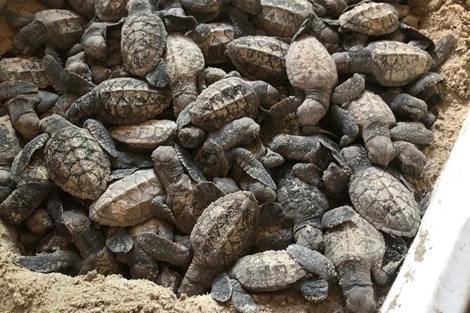 Saona Tour for Arvia P&O Passengers - Copyright and Terms & Conditions