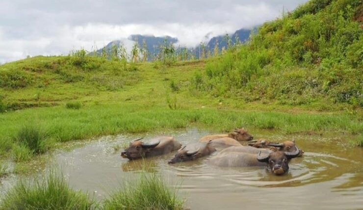 SAPA 2 Day Trekking & 1 Night Homestay With LOCAL PEOPLE - Good To Know