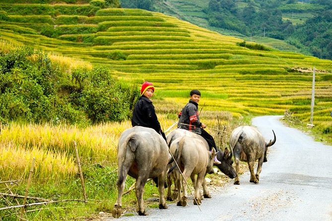 Sapa 2 Days 1 Night Trekking Adventure Tour From Hanoi (Overnight in Bungalow) - Experience Local Life in a Homestay