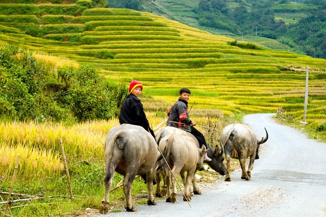 Sapa 3 Days Trekking Tour by Bus From Hanoi (2 Nights in Hotel) - Common Questions