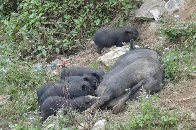 Sapa Amazing Trekking Tour 2 Days 3 Nights - The Sum Up