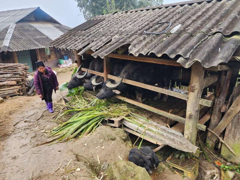 Sapa: Discover the Secrets of Red Dao herbal bath - Who This Tour Is Best For