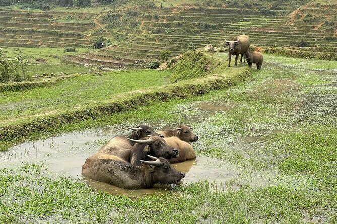 Sapa Explorer Trek: Stunning Views & Minority Villages - A Few Considerations