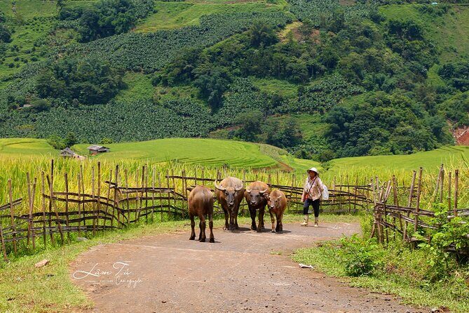 Sapa Explorer Trek: Stunning Views & Minority Villages - Why This Tour Offers Great Value