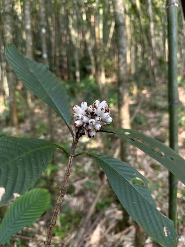 Sapa: Full-Day Guided Trek to Thao Hong Den Village - Final Thoughts