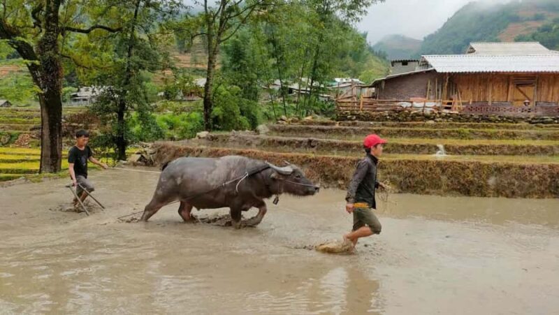 Sapa: Guided Trek with Local Hmong Guide and Lunch - An In-Depth Look at the Sapa Guided Trek