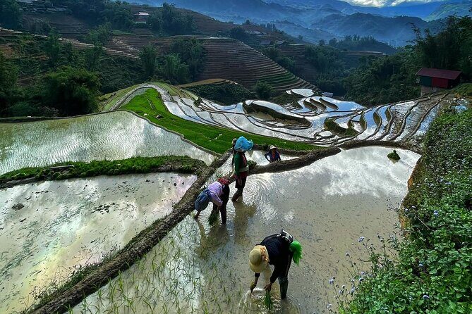 Sapa Half-Day Trekking: Stunning Rice Terraces & Local Village - FAQ