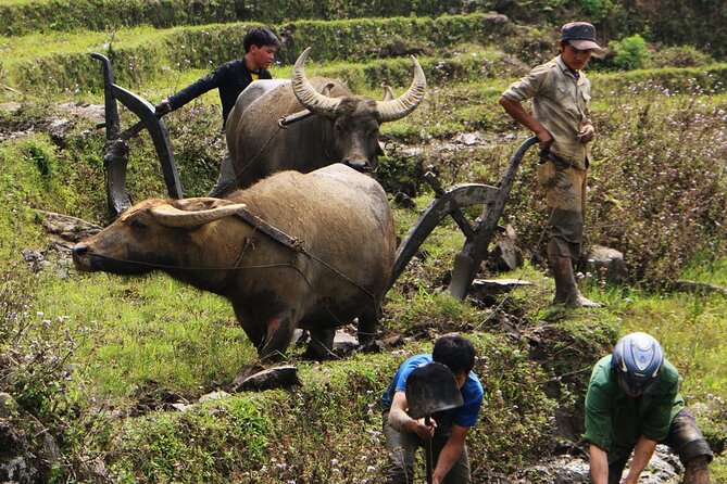 Sapa Hmong Family Trekking Adventures - Trekking Routes and Difficulty Levels