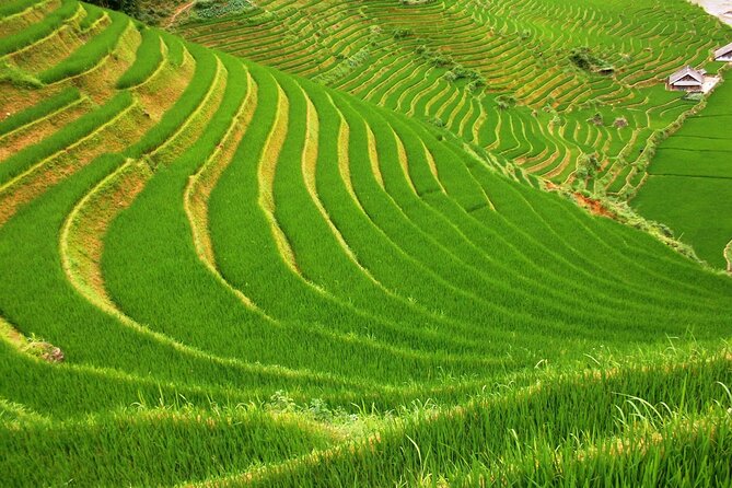 Sapa Most Beautiful Day Tour (Y Linh Ho - Lao Chai - Ta Van) - Customer Reviews and Ratings