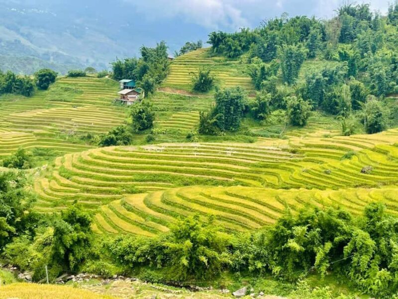Sapa : Muong Hoa Valley 1 Day Trek  Stunning Rice Terraces - Discovering Sapa in a Day: What to Expect