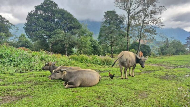 Sapa : Muong Hoa Valley 1 Day Trek  Stunning Rice Terraces - FAQs