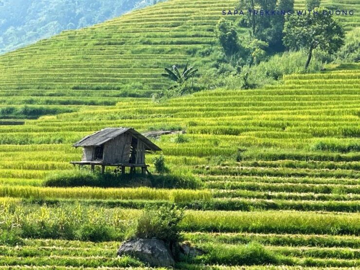 Sapa: Private Muong Hoa Valley and Homestay Trekking 2-Day - Convenient Booking and Transportation