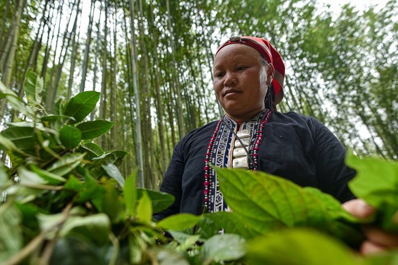 Sapa Red Dao Village Half-Day Guided Hike & Herbal Foot Bath - What the views add, and what the weather can change