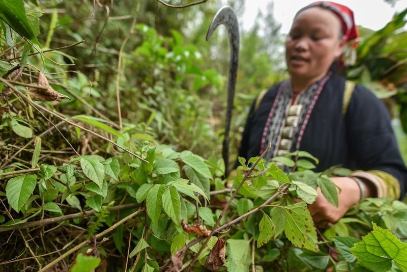 Sapa Red Dao Village Half-Day Guided Hike & Herbal Foot Bath - Making the herbal foot bath