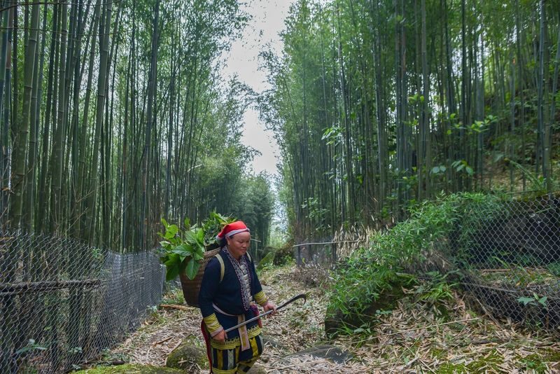 Sapa Red Dao Village Half-Day Guided Hike & Herbal Foot Bath - What the price covers