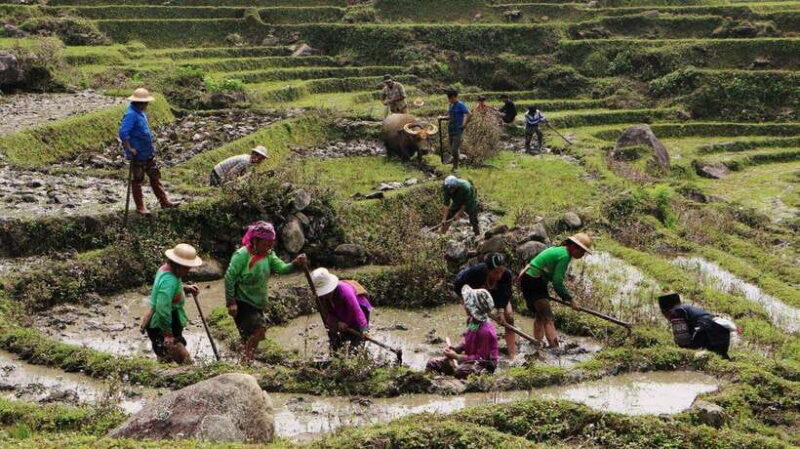 Sapa Trekking Bargains With Local Guide - Exploring Sapa Through a Local Lens