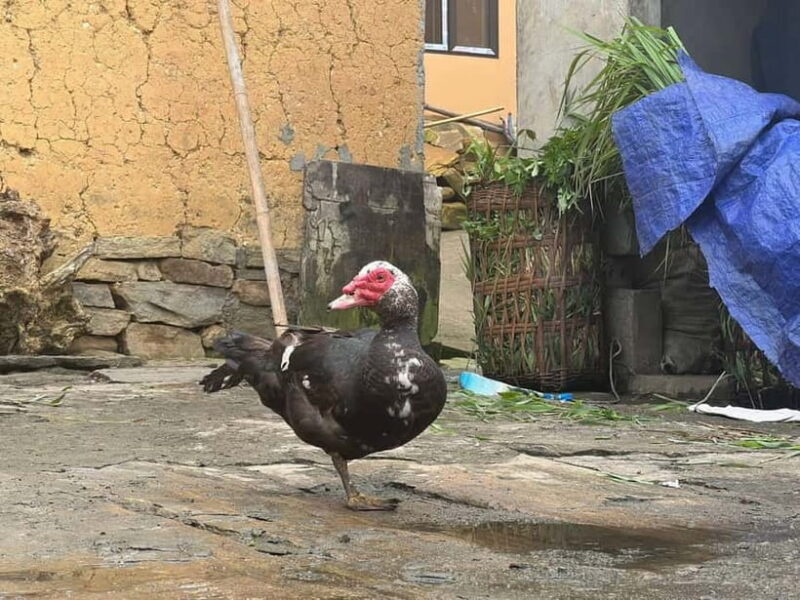 Sapa Trekking Discover Terraced Fields & Ethnic Villages - Good To Know