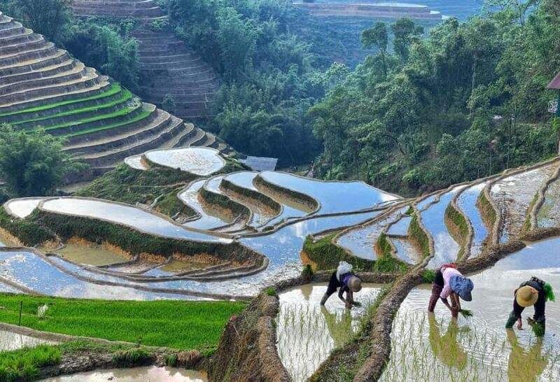 Sapa Trekking Explore Terraced Rice Fields, Ethnic Culture - FAQs About the Sapa Trekking Experience