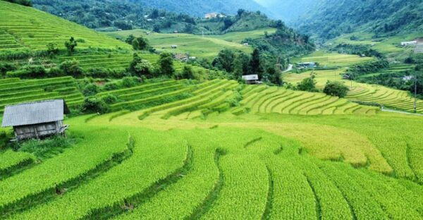 Sapa: Trekking Sapa One Day With Group Tour - Restrictions and Limitations