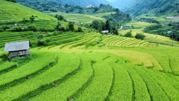 Sapa: Trekking Sapa One Day With Group Tour - Reviews and Feedback