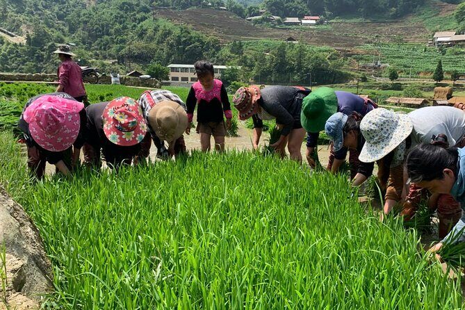 Sapa Trekking Tour to Y Linh Ho & Lao Chai with Local Guide - Who Should Take This Tour?