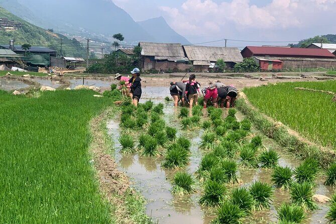 Sapa Trekking Tour to Y Linh Ho & Lao Chai with Local Guide - The Sum Up