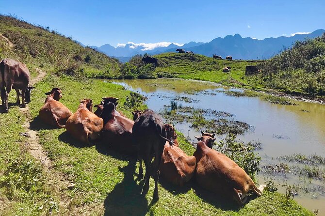 Sapa Trekking Trail 1 Day - Mountain & Terraced Rice Valley View - The Sum Up