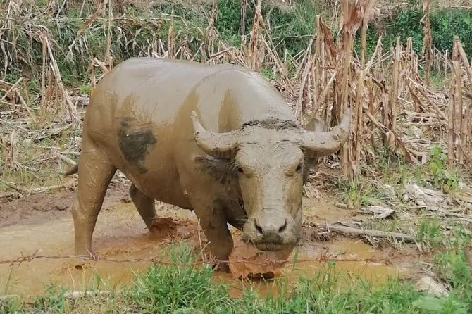 Sapa Trekking With Mama Chao 2days/1night - Limousine Bus - Sleep Homestay - Old Quarter and Sapa Market