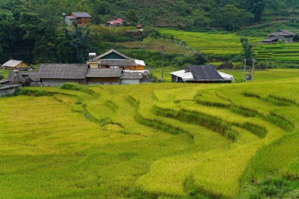 Sapa Trip to Y Linh Ho - Lao Chai - Ta Van - Cat Cat Village - Frequently Asked Questions