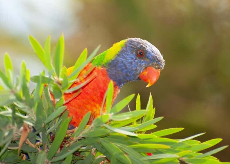 Sapphire Coast: 7h Shore Excursion with Aussie Morning Tea - Good To Know