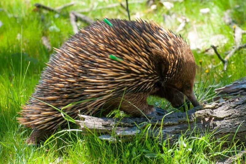 Sapphire Coast: 7h Shore Excursion with Aussie Morning Tea - A Detailed Look at the Sapphire Coast Shore Excursion