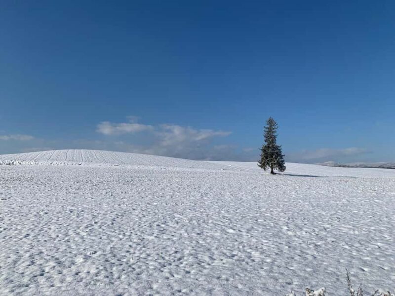 Sapporo: Asahikawa,Biei and Furano day Tour in small group - FAQs